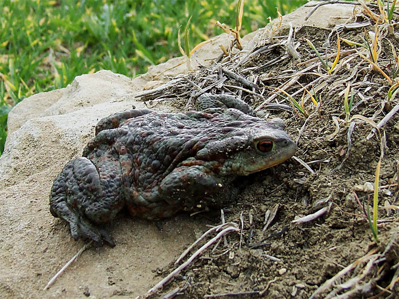 identificazione rospo - Bufo bufo